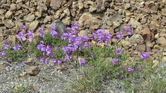 Penstemon davidsonii