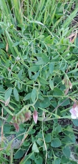 Lathyrus vestitus