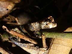 Anolis capito