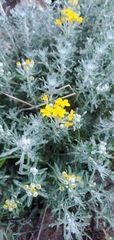 Eriophyllum confertiflorum