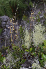 Derris trifoliata