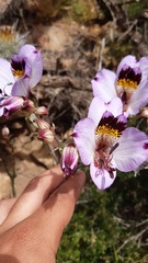 Alstroemeria magnifica