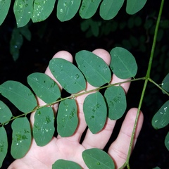 Adenanthera pavonina