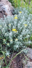 Eriophyllum confertiflorum
