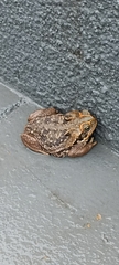 Rhinella diptycha