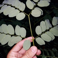 Adenanthera pavonina