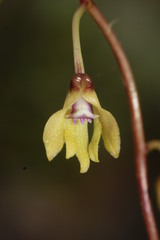 Derris trifoliata
