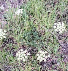 Lomatium dasycarpum dasycarpum