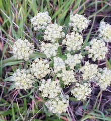 Lomatium dasycarpum dasycarpum