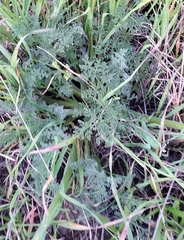 Lomatium dasycarpum dasycarpum