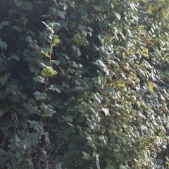 Ribes sanguineum