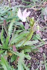 Primula clevelandii