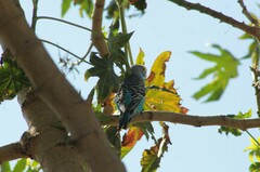Melopsittacus undulatus domesticus