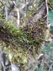 Leucodon canariensis