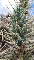 Puya alpestris