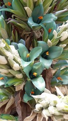 Puya alpestris