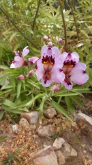 Alstroemeria magnifica