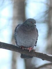 Columba livia domestica