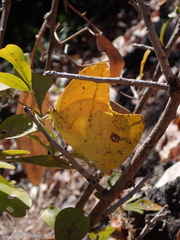 Phoebis neocypris