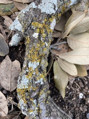 Xanthomendoza weberi