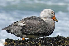 Tachyeres leucocephalus