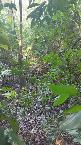 Cocha Antshrike (Thamnophilus praecox), photo 2