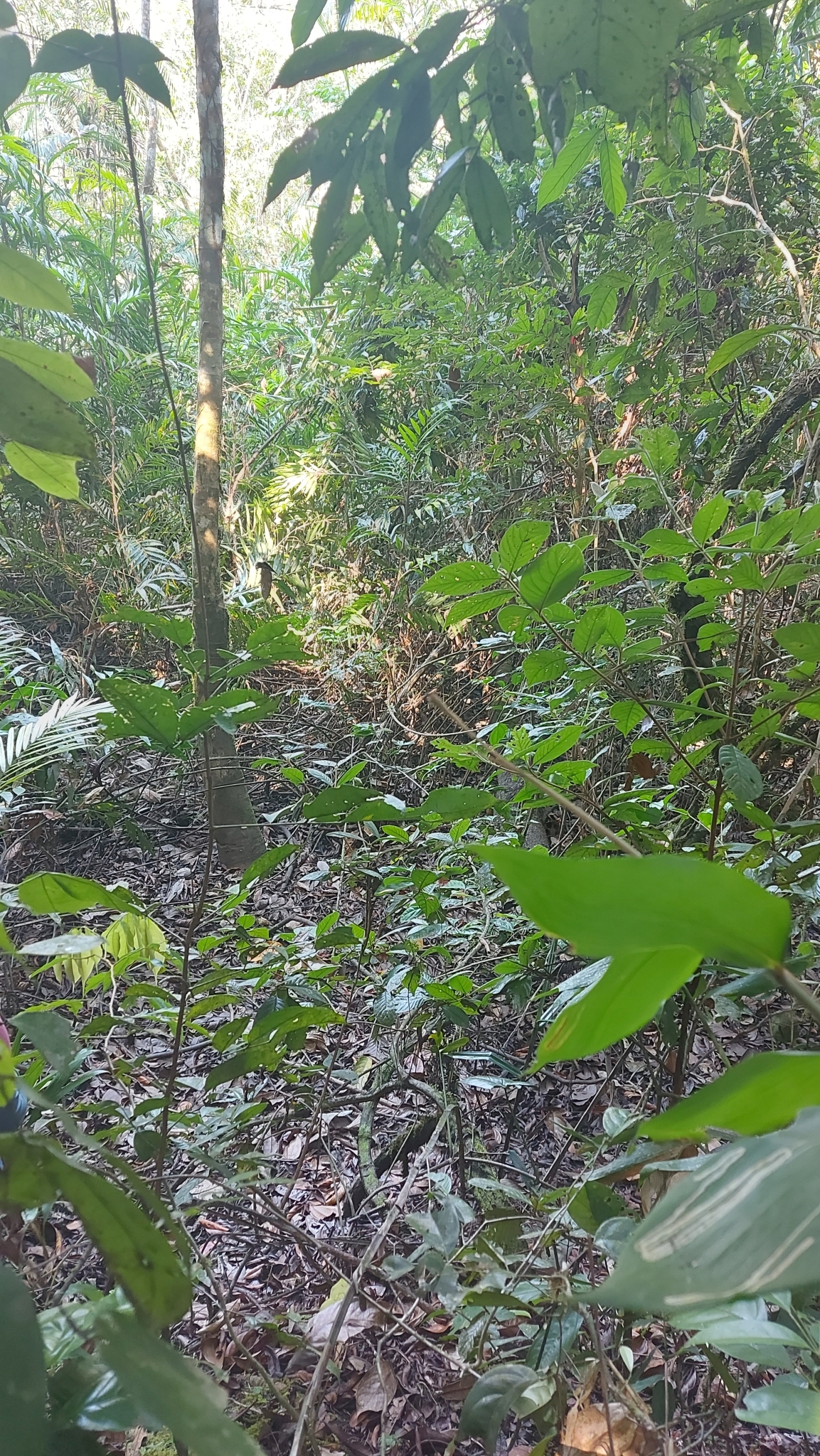 Cocha Antshrike (Thamnophilus praecox), photo 2