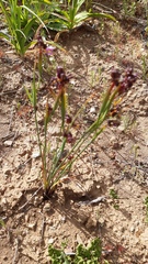 Olsynium scirpoideum