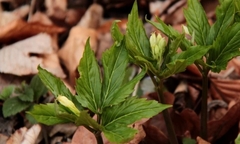 Cardamine enneaphyllos