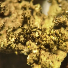 Melanohalea elegantula