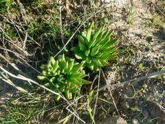 Dudleya virens virens
