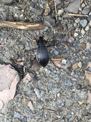Carabus hortensis