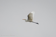 Ardea alba