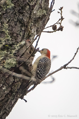 Melanerpes carolinus