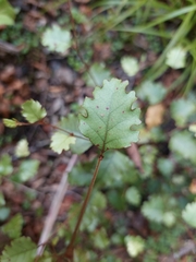 Nothofagus fusca