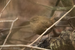 Troglodytes hiemalis