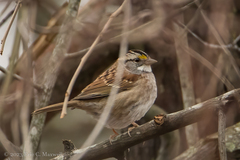 Zonotrichia albicollis