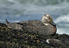 Tachyeres leucocephalus