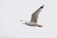 Larus delawarensis