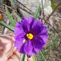 Solanum linearifolium