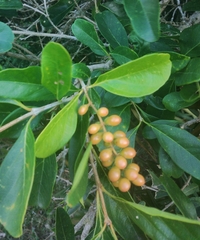 Citharexylum montevidense