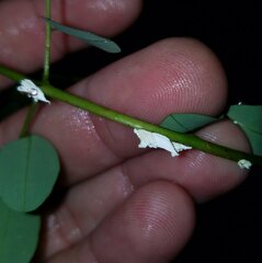 Crypticerya genistae