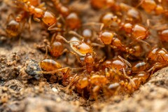 Solenopsis aurea