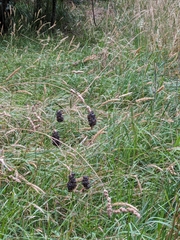 Lipotriches australica