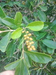 Citharexylum montevidense