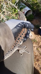 Callopistes maculatus