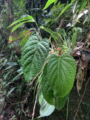 Dorstenia