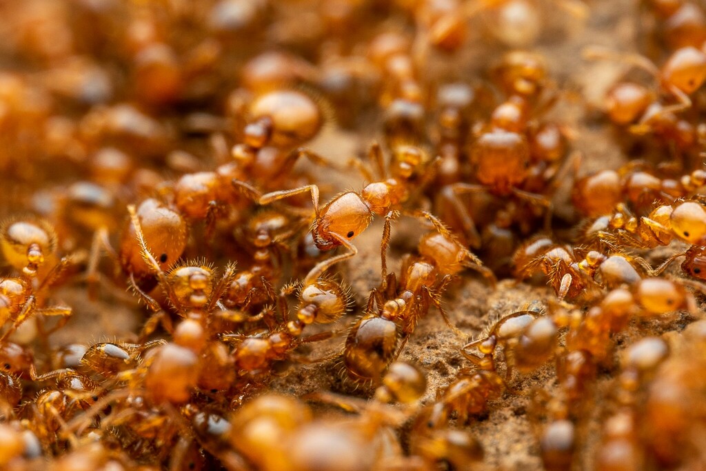 Golden Fire Ant