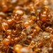Golden Fire Ant - Photo (c) Jake Nitta, some rights reserved (CC BY), uploaded by Jake Nitta
