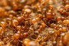 Golden Fire Ant - Photo (c) Jake Nitta, some rights reserved (CC BY), uploaded by Jake Nitta